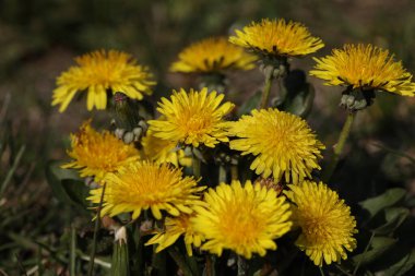 Çimlerde güzel bahar karahindibaları
