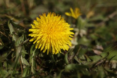 Çimlerde güzel bahar karahindibaları