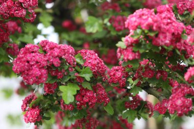 pembe dikenli dallar