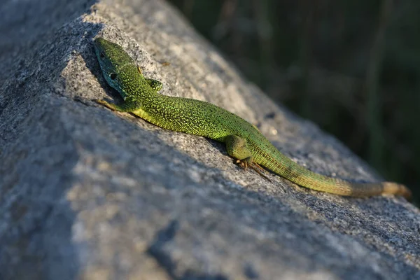 Belo Lagarto Verde Pedra — Fotografia de Stock