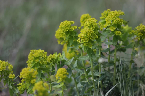 Açık havada yeşil bahar çiçekleri