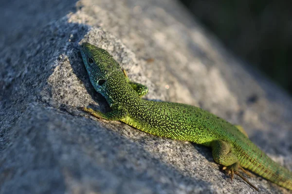 Belo Lagarto Verde Pedra — Fotografia de Stock