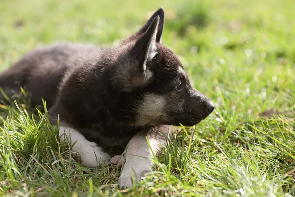 Cachorros Pastores Europeus Leste — Fotografia de Stock