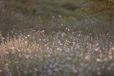 Doğada açık alan desen arka planı
