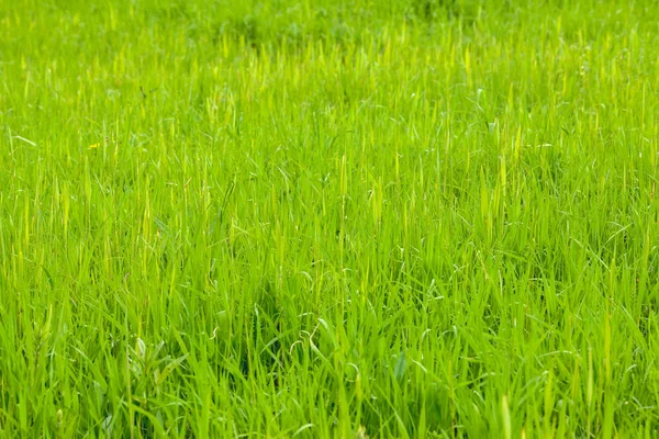 Green Grass Background Summer Natural Botanic Texture Green Flooring — Stock Photo, Image