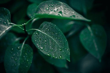 Yeşillik arka planda. Yeşil bitki yaprakları. Doğa ekolojisi kavramı