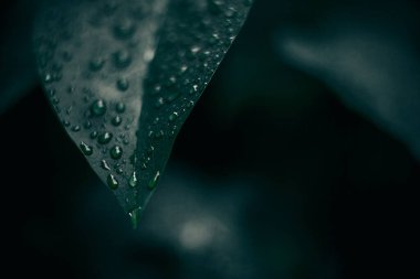 Yeşil yaprak dokusu. Bitkilerin arka planı. Doğa botanik konsepti