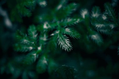 Yeşillik arka planda. Yeşil bitki yaprakları. Doğa ekolojisi kavramı