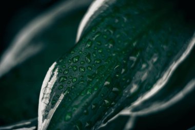 Yeşillik arka planda. Yeşil bitki yaprakları. Doğa ekolojisi kavramı