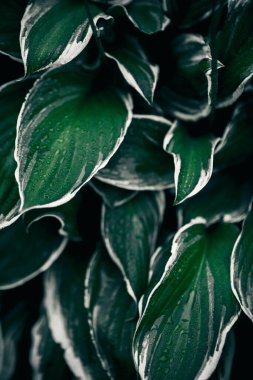 Yeşillik arka planda. Yeşil bitki yaprakları. Doğa ekolojisi kavramı