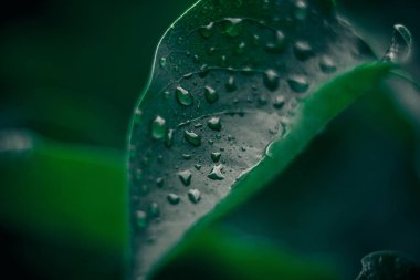 Yeşil yaprak dokusu. Bitkilerin arka planı. Doğa botanik konsepti