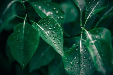 Yeşil yapraklar. Doğal arka plan. Soyut yaprak dokusu. Yakın doğa görünümü