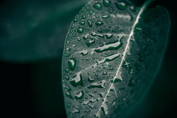 Textura Folhas Verdes Plantas Fundo Natureza Conceito Botânico — Fotografia de Stock