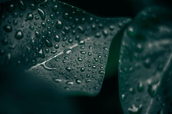 Green Leaves Natural Background Abstract Foliage Texture Closeup Nature View — Stock Photo, Image