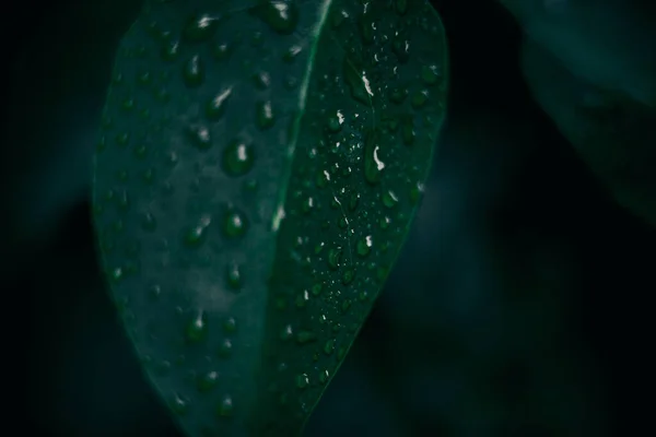 Fundo Folhagem Exuberante Plantas Verdes Folhas Conceito Ecologia Natureza — Fotografia de Stock