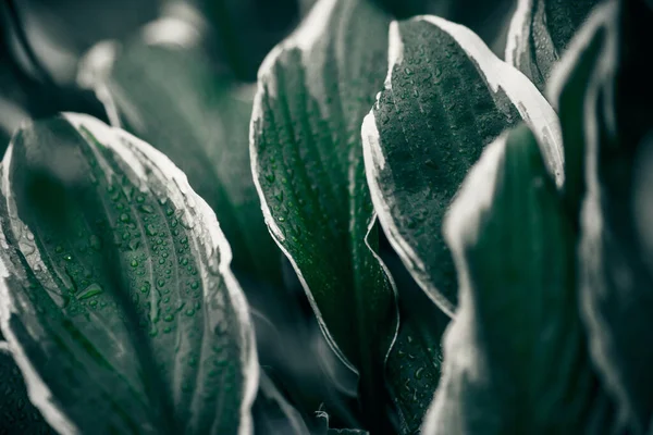 Textura Folhas Verdes Plantas Fundo Natureza Conceito Botânico — Fotografia de Stock