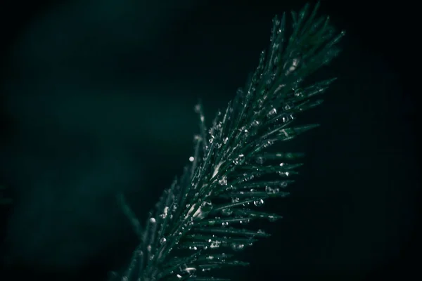 Fluffy Branches Fir Trees Spruce Twigs Fir Branches Forest — Stock Photo, Image