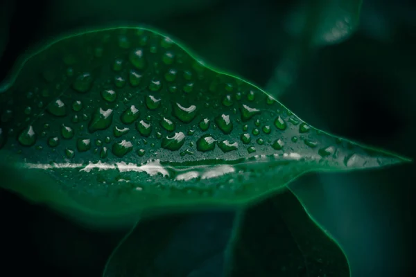 Textura Folhas Verdes Plantas Fundo Natureza Conceito Botânico — Fotografia de Stock