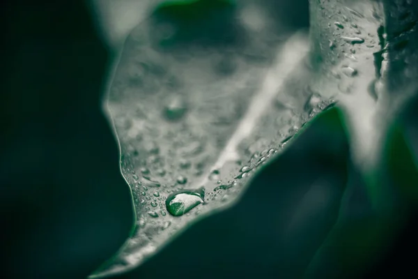 Green Leaves Texture Plants Background Nature Botanic Concept — Stock Photo, Image