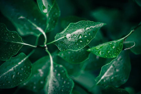Buja Lombozat Háttér Zöld Növények Levelei Természetökológiai Koncepció — Stock Fotó