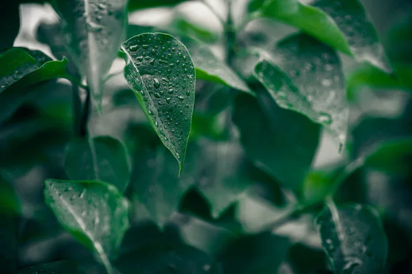 Textura Folhas Verdes Plantas Fundo Natureza Conceito Botânico — Fotografia de Stock