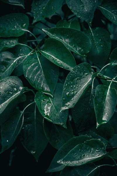Close View Wet Green Natural Leaves Tree Branches Stock Photo by ...
