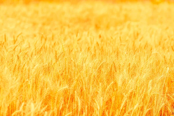 Veld Van Rijpe Gouden Tarwe Oren Prachtige Natuur Zonsondergang Landschap — Stockfoto