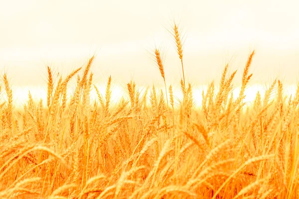 Feld Der Reifen Goldenen Weizenähren Schöne Natur Sonnenuntergang Landschaft — Stockfoto