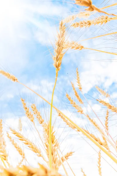 Goldene Weizenbärte Blauen Himmel Natürlicher Hintergrund Der Landwirtschaft — Stockfoto