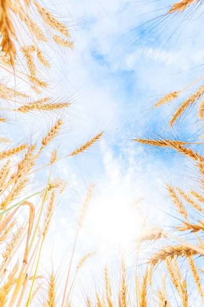 Goldene Weizenbärte Blauen Himmel Natürlicher Hintergrund Der Landwirtschaft — Stockfoto
