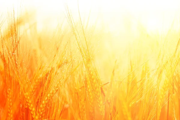 Pšeničné Pole Uši Zlaté Pšenice Rozmazané Pozadí — Stock fotografie