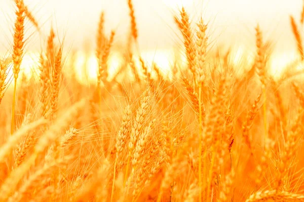 Weizenfeld Ohren Aus Goldenem Weizen Großaufnahme Unklarer Hintergrund — Stockfoto