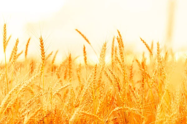 Weizenfeld Ohren Aus Goldenem Weizen Großaufnahme Unklarer Hintergrund — Stockfoto