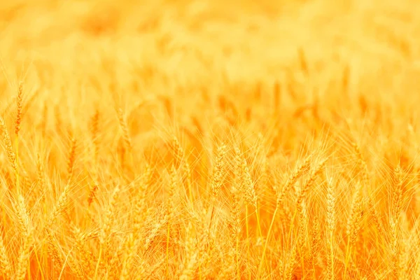 Feld Der Reifen Goldenen Weizenähren Schöne Natur Sonnenuntergang Landschaft — Stockfoto