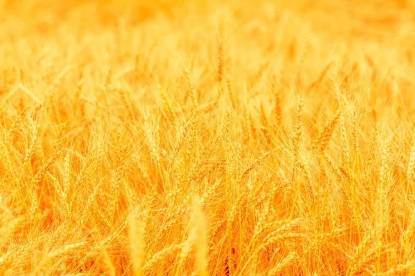 Pole Dojrzałych Złotych Uszu Pszenicy Piękna Przyroda Zachód Słońca Krajobraz — Zdjęcie stockowe