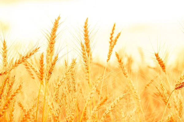 Weizenfeld Ohren Aus Goldenem Weizen Großaufnahme Unklarer Hintergrund — Stockfoto