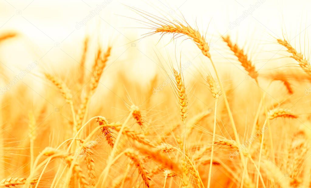 Wheat field. Ears of golden wheat closeup. Blurred background
