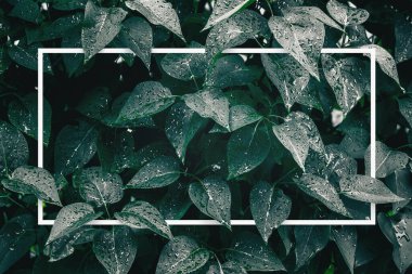 Yaratıcı düzen. Kağıt kartla gider. Doğa yeşili kavram arkaplanı