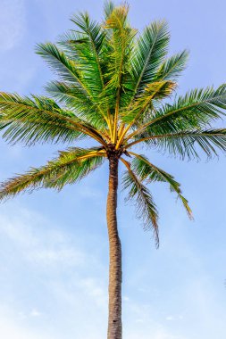 Açık mavi gökyüzüne karşı uzun tropikal palmiye ağacı.