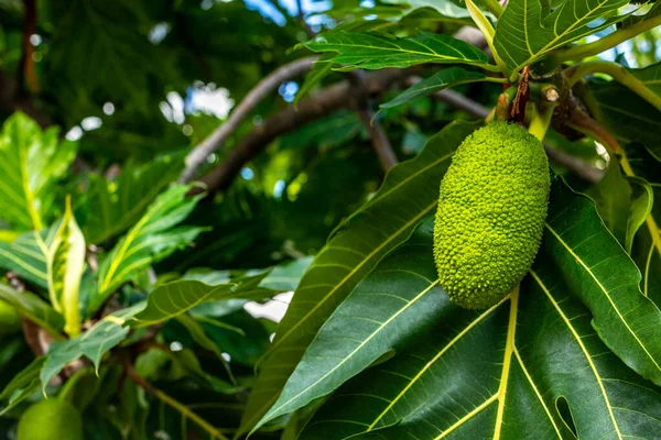 Ağaçta sallanan yeşil ekmek meyvesi..