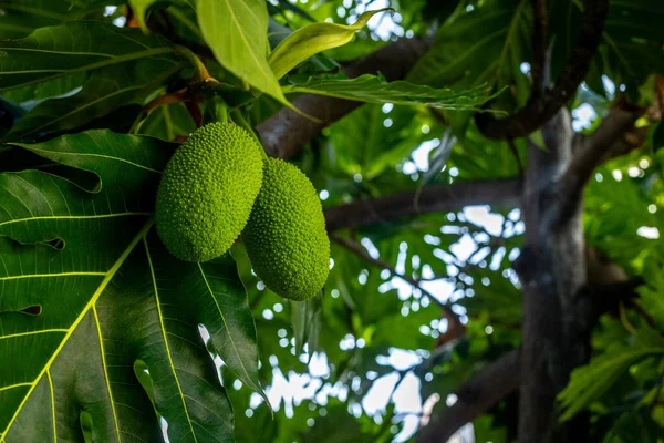 Ağaçta sallanan yeşil ekmek meyvesi ve tropikal ortamda yemyeşil yapraklar.