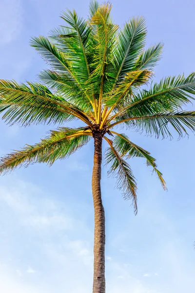 Açık mavi gökyüzüne karşı uzun tropikal palmiye ağacı.
