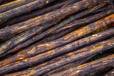 Ormanda doğal kırsal dokuya sahip istiflenmiş kereste kütükleri.