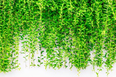 Lush green hanging plant vines on white wall background.