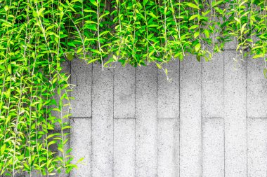 Green vines overhanging on textured gray concrete wall background.
