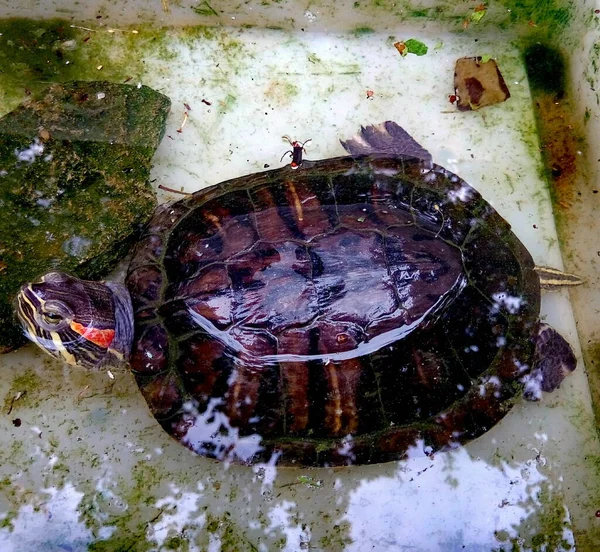 Красноухая черепаха в водном пространстве из зеленого камня — стоковое фото