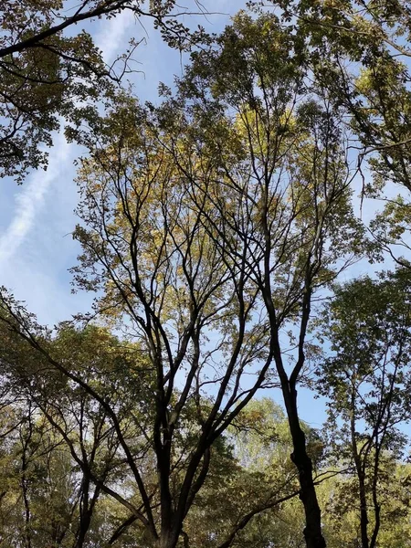 Céu azul com uma faixa branca de um voo de avião contra um fundo de folhagem marrom verde e amarela do parque — Fotografia de Stock