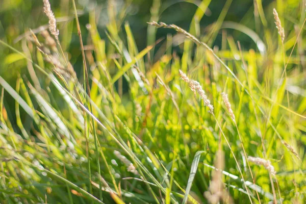  Güneşli bir günde farklı bitkiler ve çiçeklerle dolu bahçe.