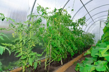 Bir serada sebze yetiştirmek, uzun domates ve salatalık çalıları