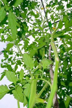 Yakın plan - sarı çiçekli uzun domates çalısı ve büyük yeşil yaprak, bir serada büyüyor